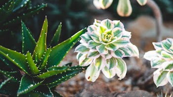 Green Aloe Vera Plant
