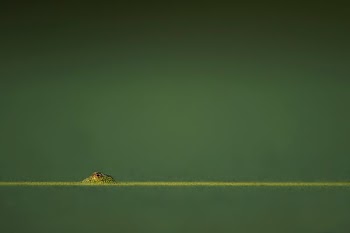 green amphibian in green water