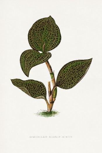 Green Ancectochilus Setaceus leaf illustration | Free Photo Illustration - rawpixel