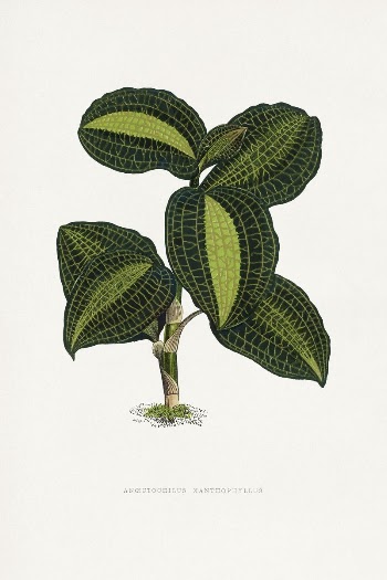Green Ancectochilus Xanthophyllus leaf illustration | Free Photo Illustration - rawpixel