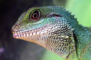 Green and Beige Lizard