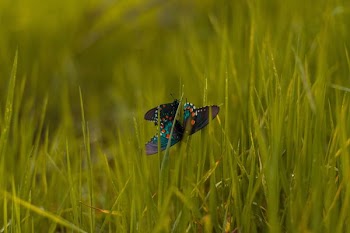 green and black butterfly on green grass