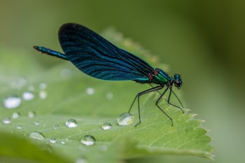 Green and Black Damselfly on Leaf