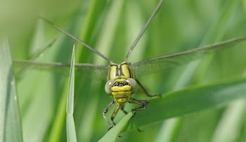 Green and Black Dragon Fly on the Grass Photography