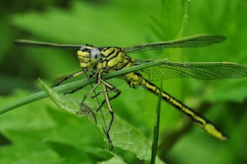 Green and Black Dragonfly on Green Leaf during Daytime