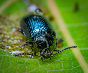 Green and Black Ground Beetle on Leaf