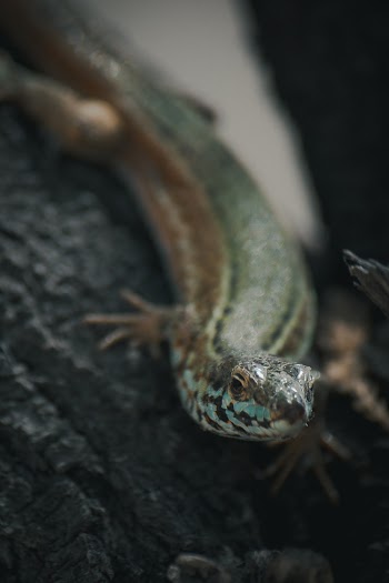Green and Black Lizard