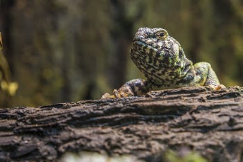 Green and Black Lizard on Top of Rock Close-up Photography