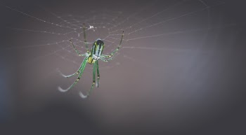 Green and Black Orb Weave Spider