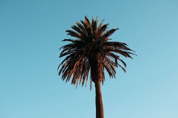green and black palm plant