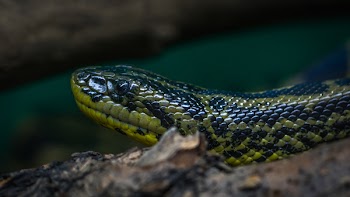 Green and Black Python