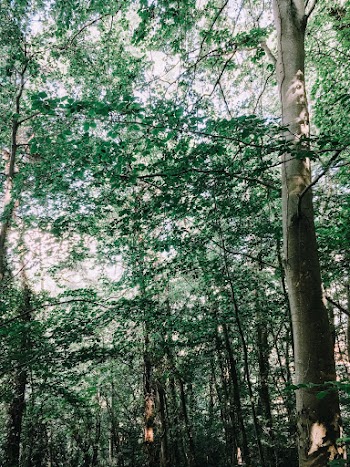 Green and Black Trees