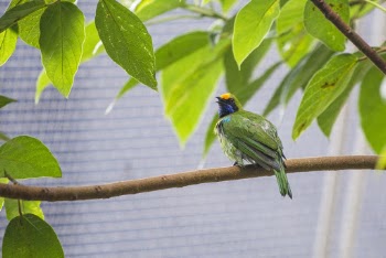 Green and Blue Bird on Tree Branch