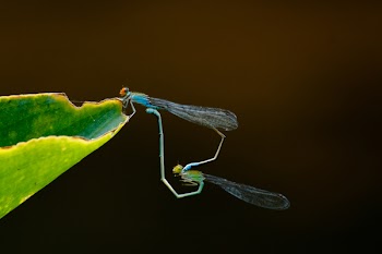 Green and Blue Dragonflies on Green Leaf