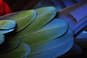 green and blue feathers