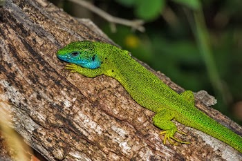 Green and Blue Lizard on Brown Wood