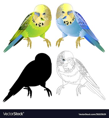 green and blue parakeets budgerigar home pet