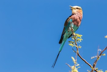 green and brown bird perching on tree brand during daytime