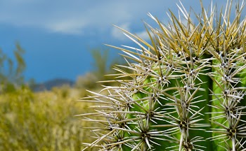 Green and Brown Cactus