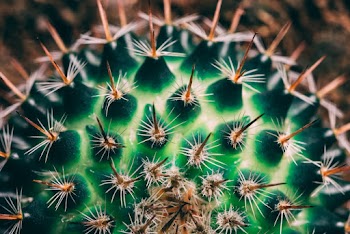 Green and Brown Cactus Close-up Photography