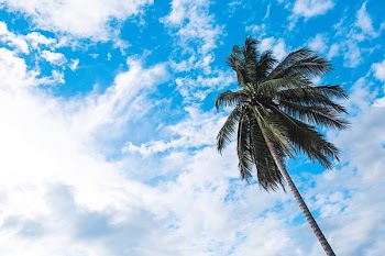 green and brown Coconut tree under white and blue sky during daytie