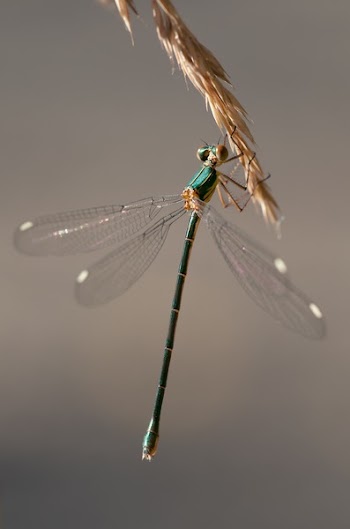 Green and Brown Dragon Fly on Wheat Plant
