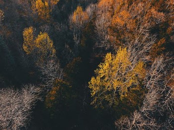green and brown forest