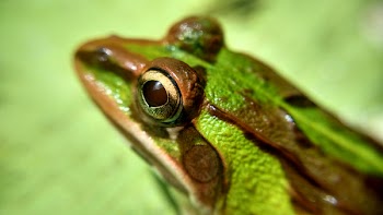 Green and Brown Frog