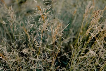 Green and Brown Grass