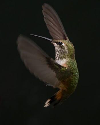 Green And Brown Hummingbird
