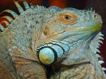 Green and Brown Iguana