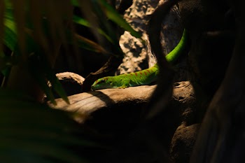 Green and Brown Iguana