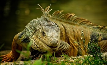 Green And Brown Iguana