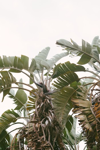 Green and Brown Leafed Tree
