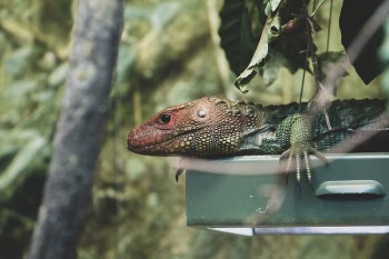 Green and Brown Lizard