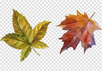 Green and brown maple leaves, Autumn, Hand-painted autumn leaves transparent background PNG clipart
