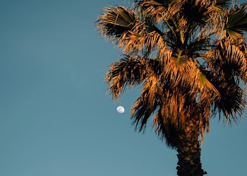 green and brown palm leafed tree