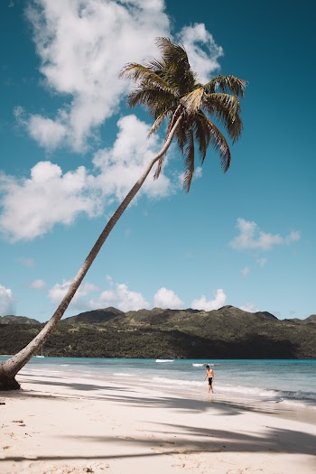 Green and Brown Palm Tree Near Body of Water
