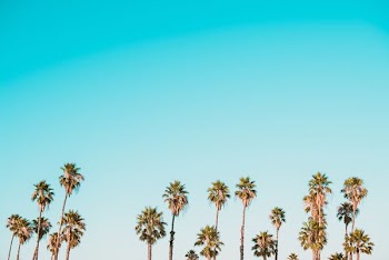 green-and-brown palm trees under clear blue sky
