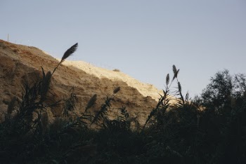 Green and Brown Plants Near Terrain