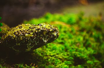 Green and Brown Snake in Shallow Photo