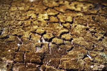 Green and Brown Soil