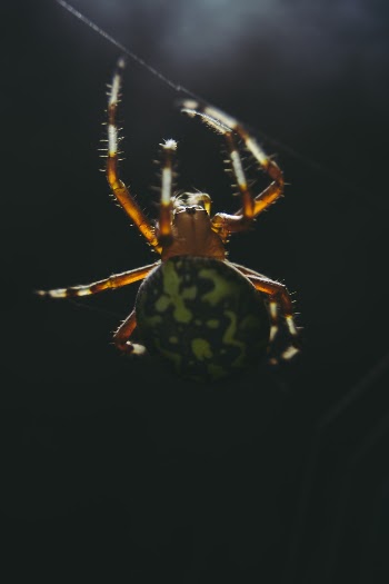 Green And Brown Spider