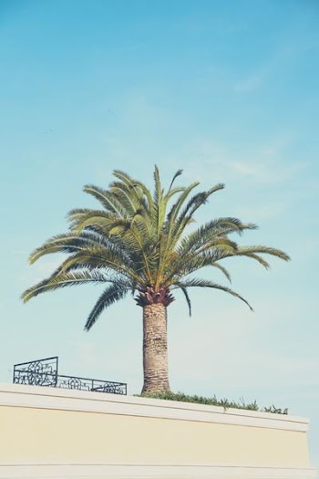green and brown tree under blue and white sky at daytime
