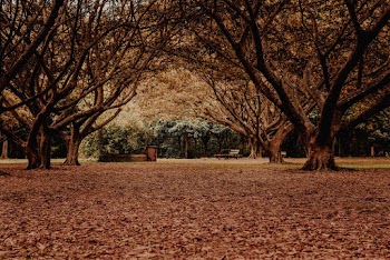 Green and Brown Trees
