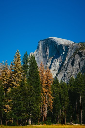 Green and Brown Trees Besides Gray Rock Cliff