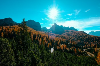 Green and Brown Trees during Sunlight