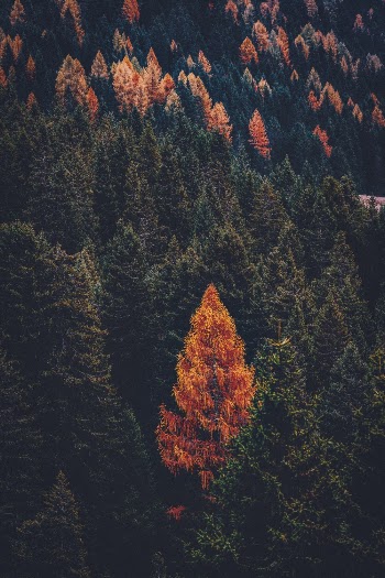 Green and Brown Trees on Mountain