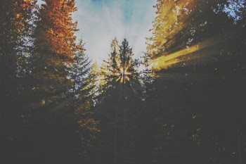 Green and Brown Trees Photography