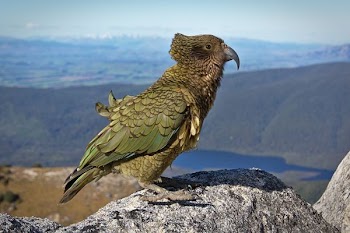green and gray bird standing on rock